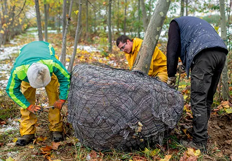 achat arbres professionnels lyon rhone