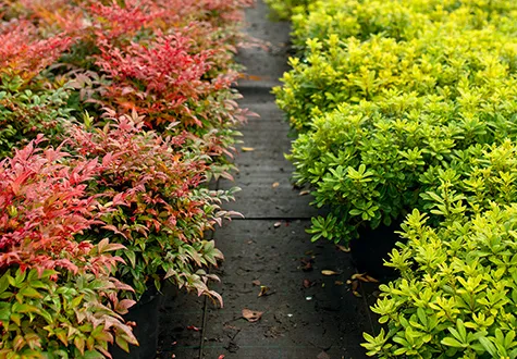 vegetaux locaux Rhone Lyon jardinerie pépinière